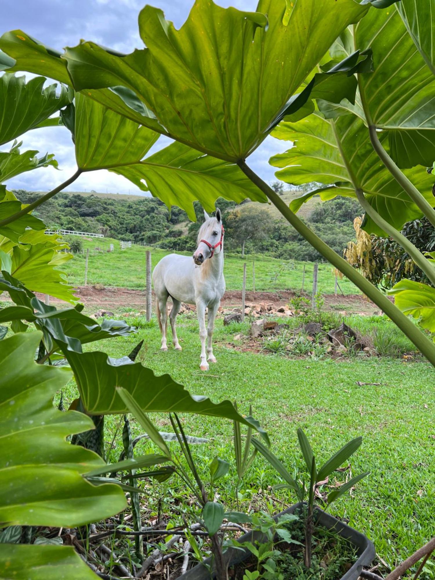 Fazenda Do Engenho Hotel Santa Rita do Rio Abaixo Bagian luar foto