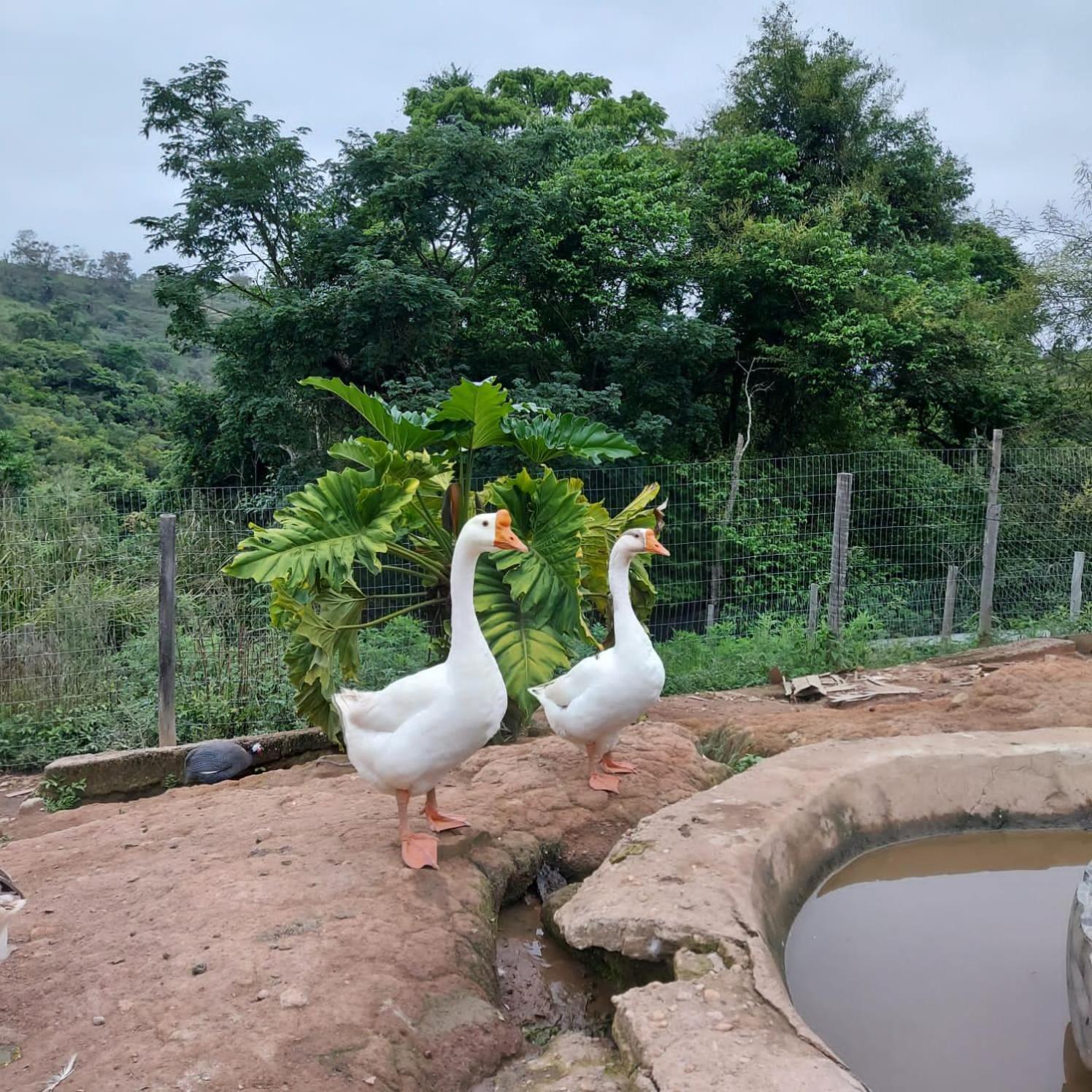Fazenda Do Engenho Hotel Santa Rita do Rio Abaixo Bagian luar foto